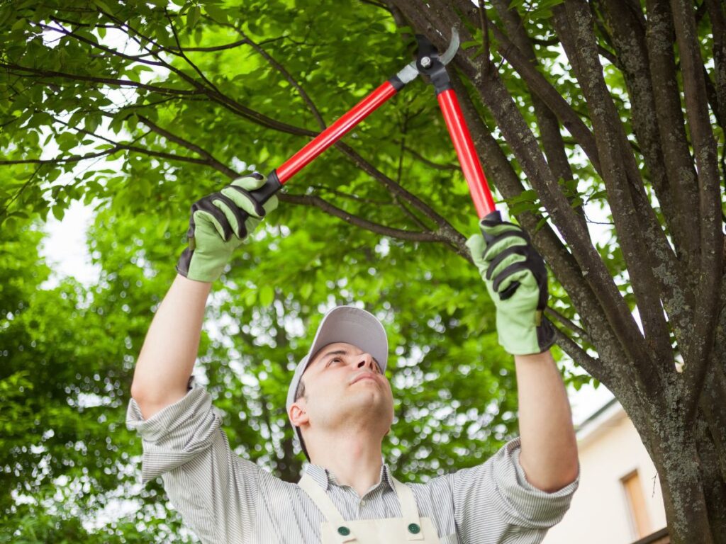 Trim Nearby Trees and Overhanging Branches